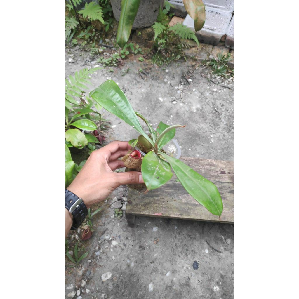 Nepenthes Ampullaria