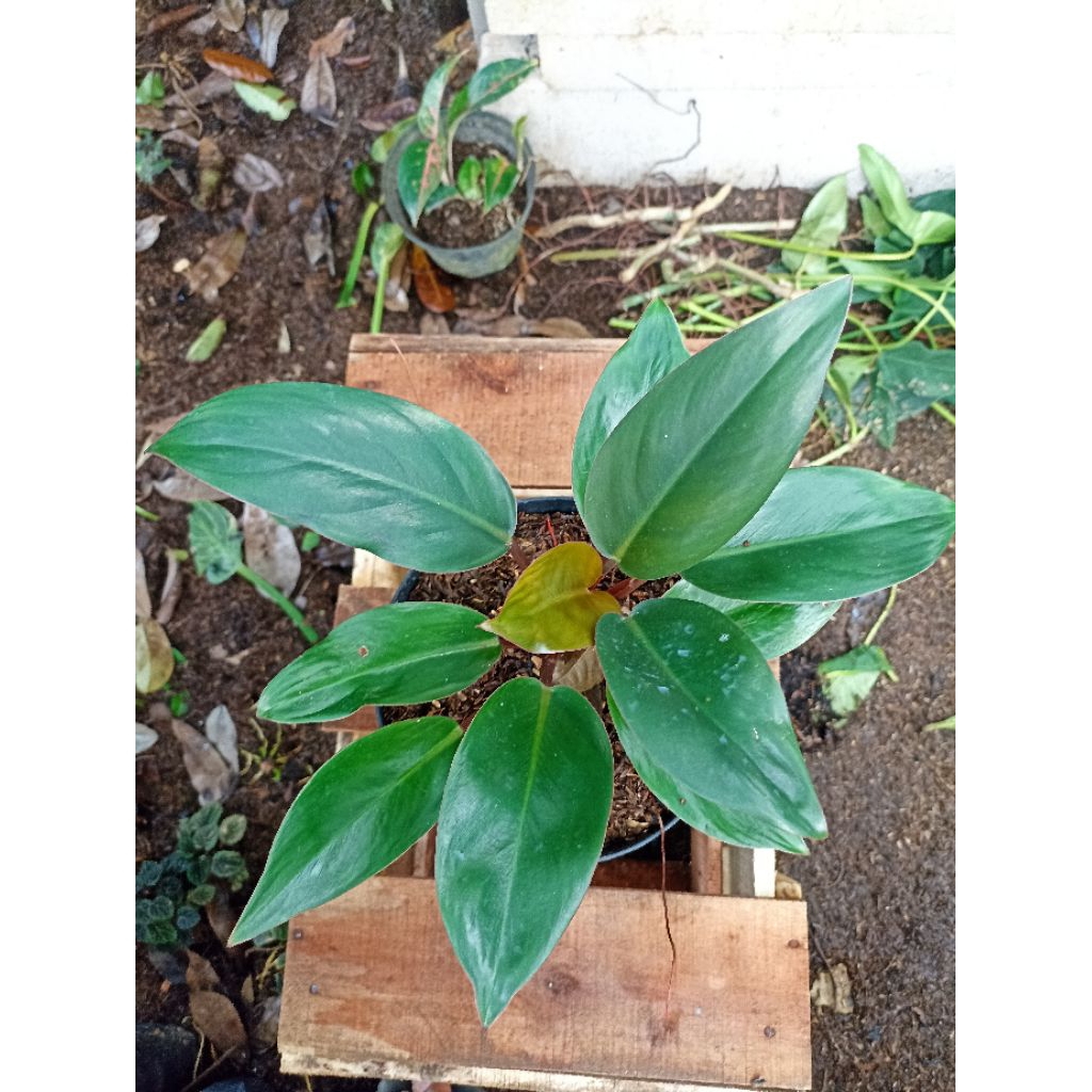 Philodendron Red Congo