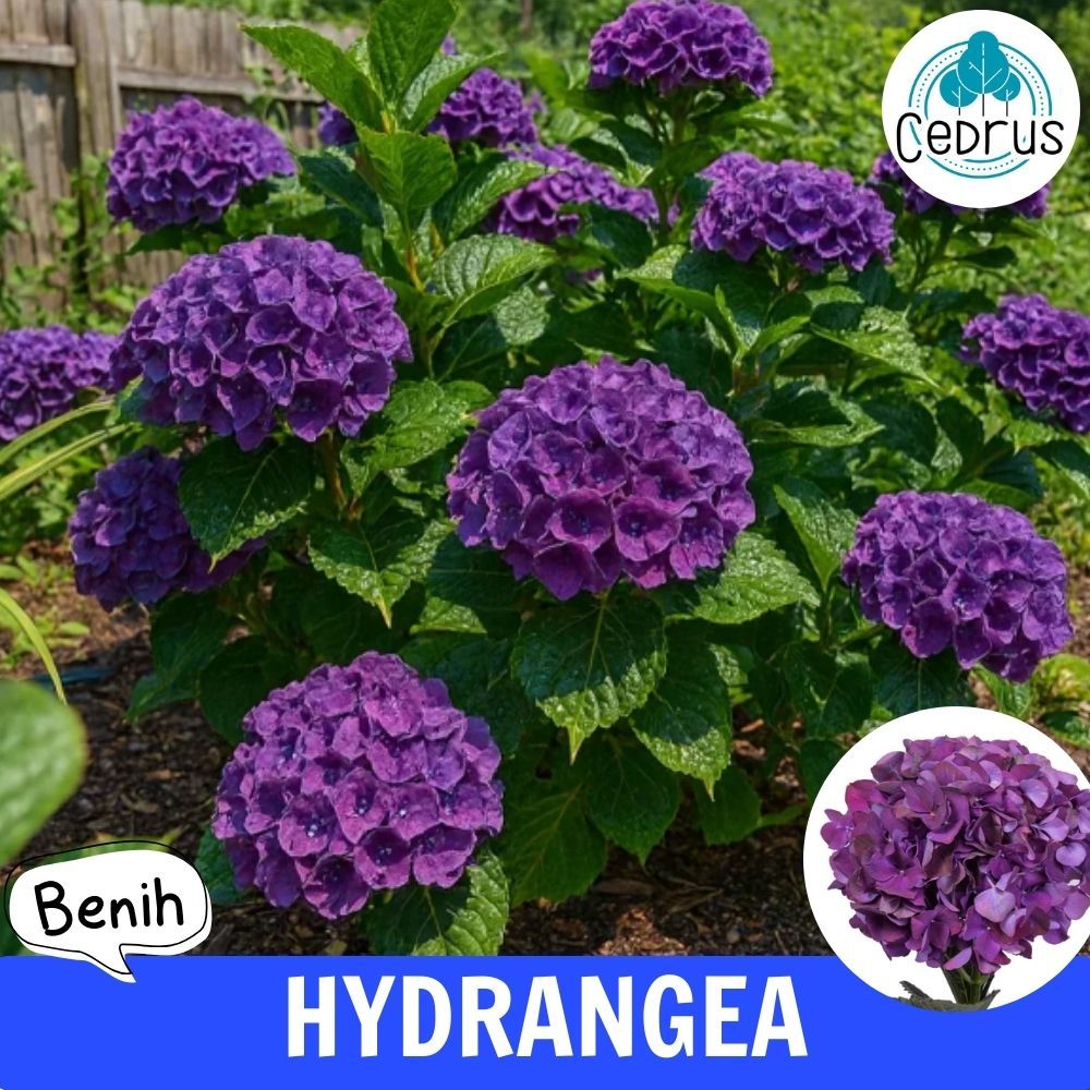 Benih HYDRANGEA PURPLE - Bibit Biji Bunga