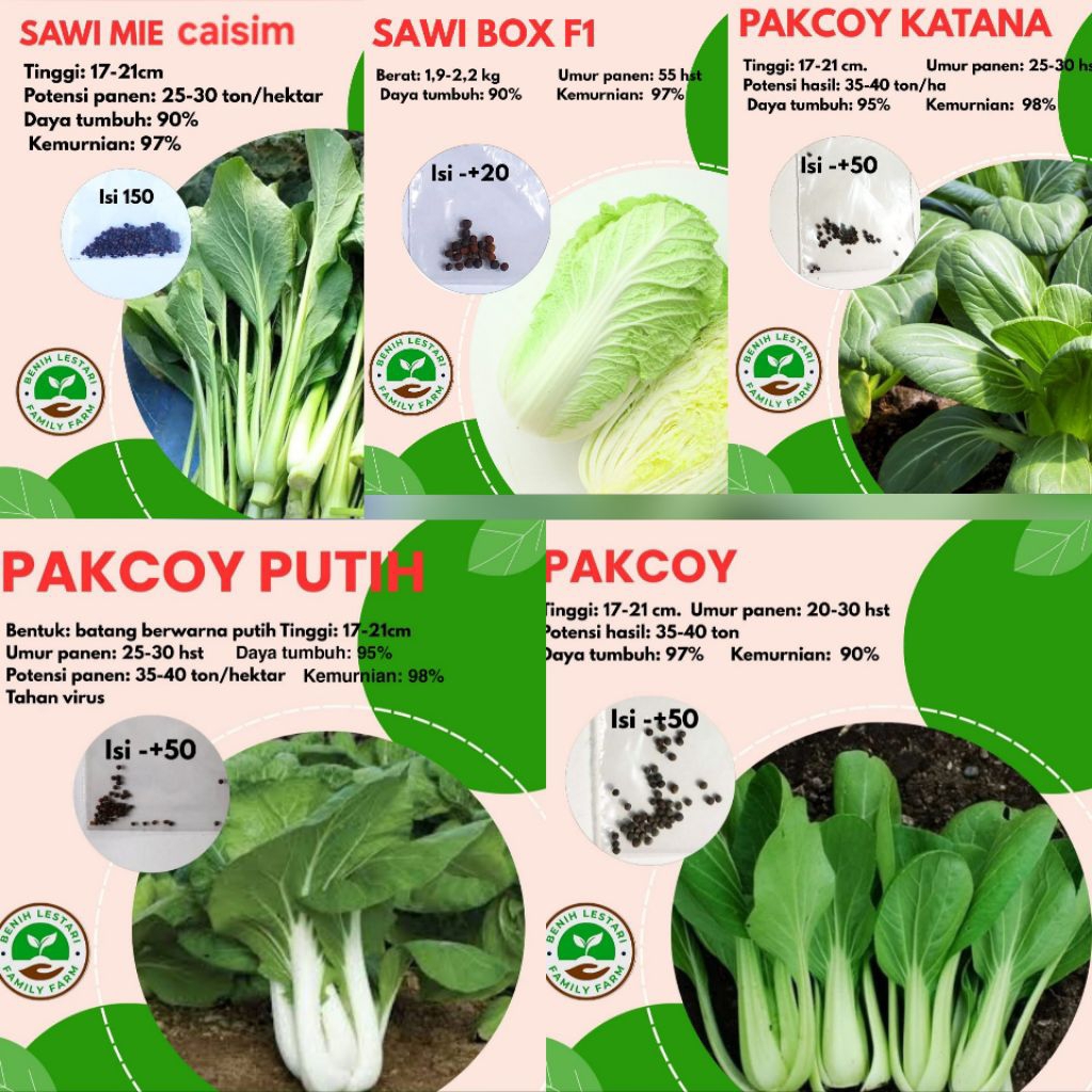 Benih Sayuran Seribuan - Sawi Pakcoy Putih, Sawi Box Sawi Pakcoy