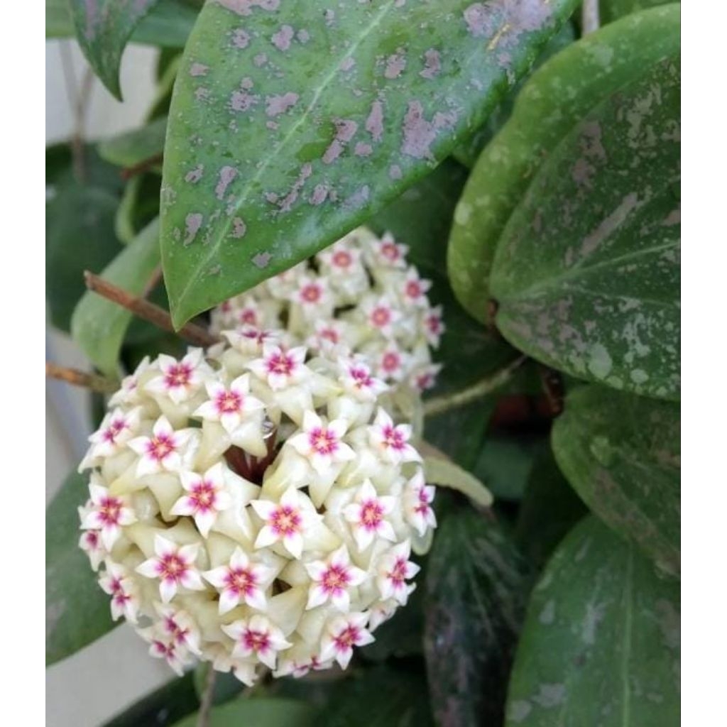 Tanaman Hias Hoya Wibergiae rimbun