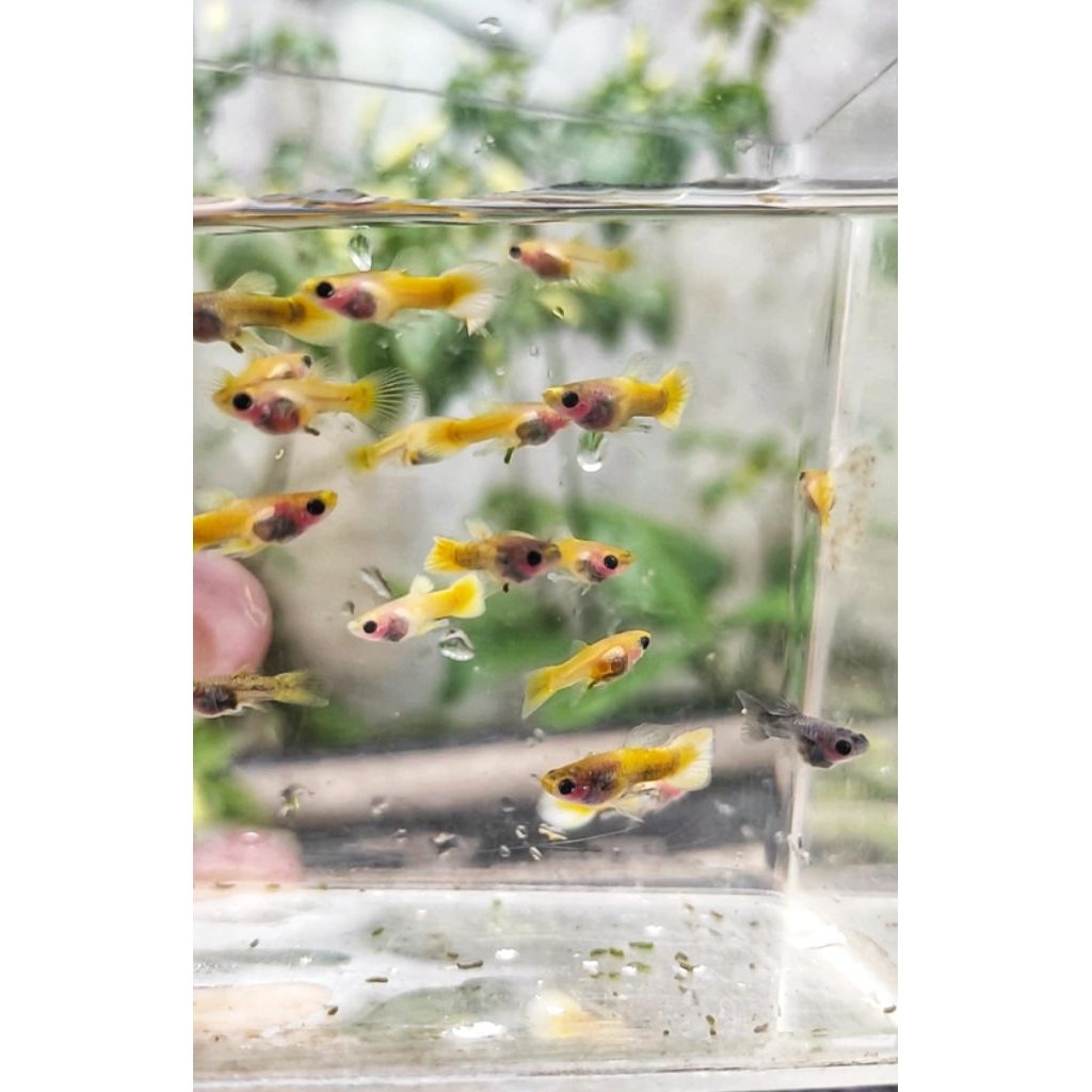 Guppy Blonde Yellow Short Body GB Remaja