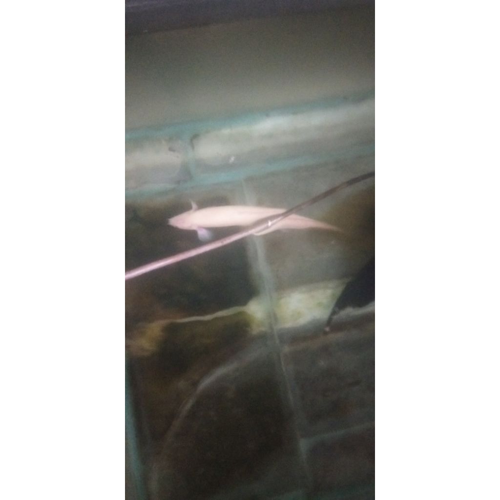 PALMAS ALBINO UKURAN 18-20 CM