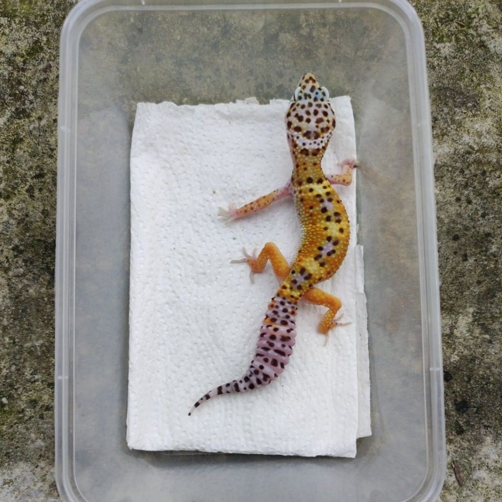 MAINAN ANAK GECKO JUVE_BLACK NIGHT FEMALE