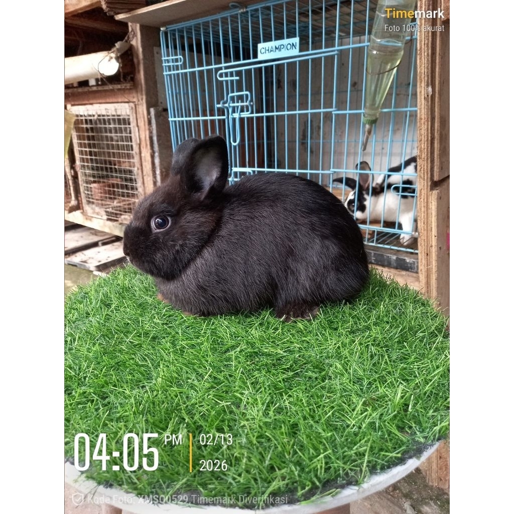 Kelinci hias mini Netherland Dwraf-ND jantan dewasa (7)