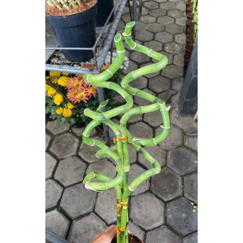 Tanaman hias bambu hoki - bambu hoki unik - tanaman bambu hoki