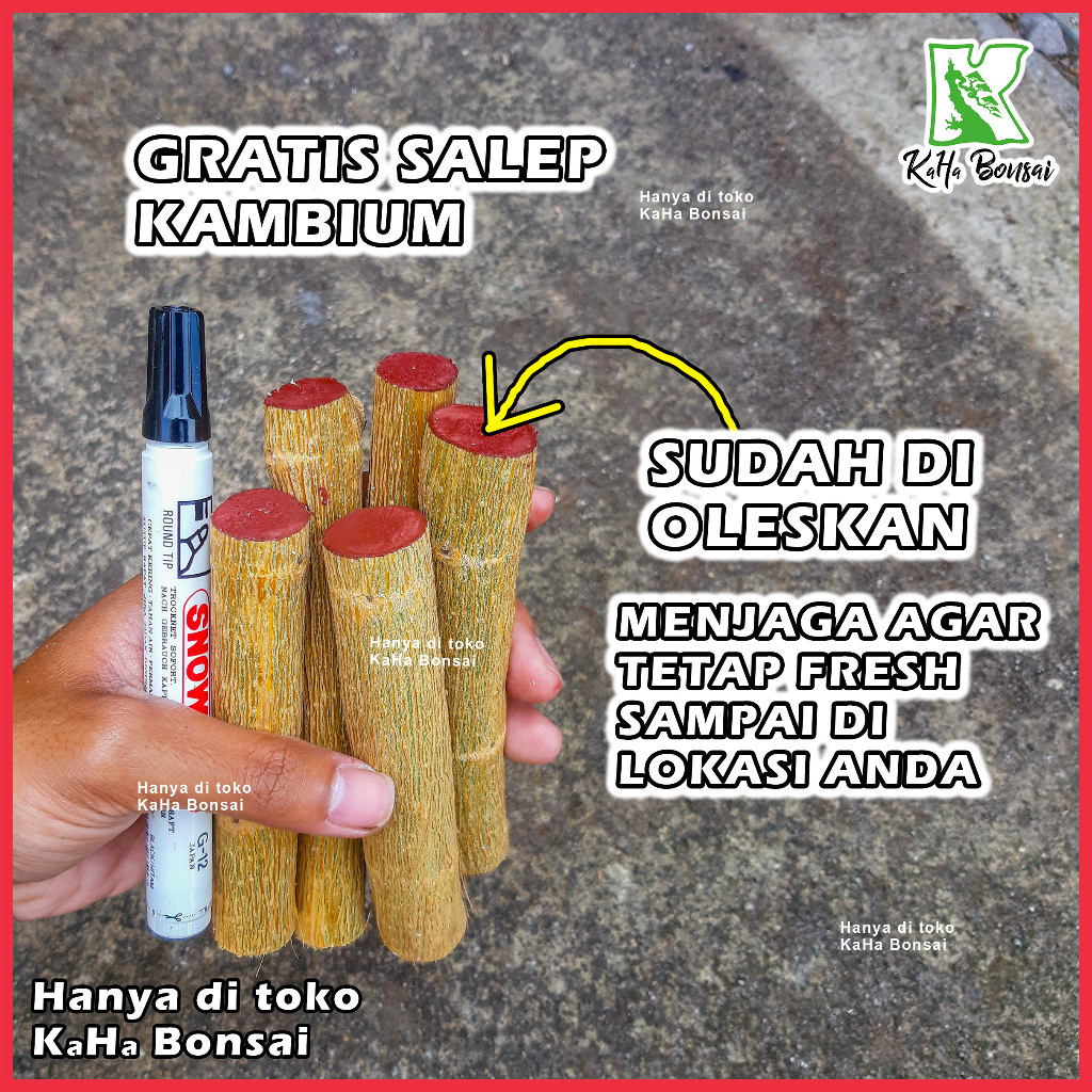 Sancang Bibit Bonsai Sancang Stek Sancang Murah Stek Sancang Besar Bahan Bonsai Bibit Sancang Bahan 