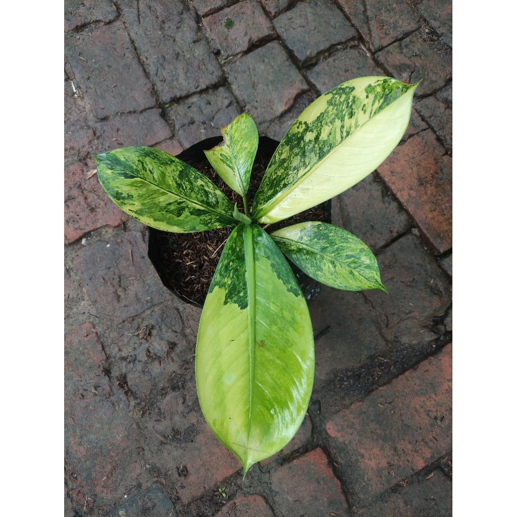 diven panglima varigata