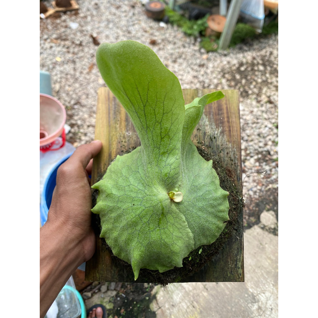 Platycerium Grande Size Baby