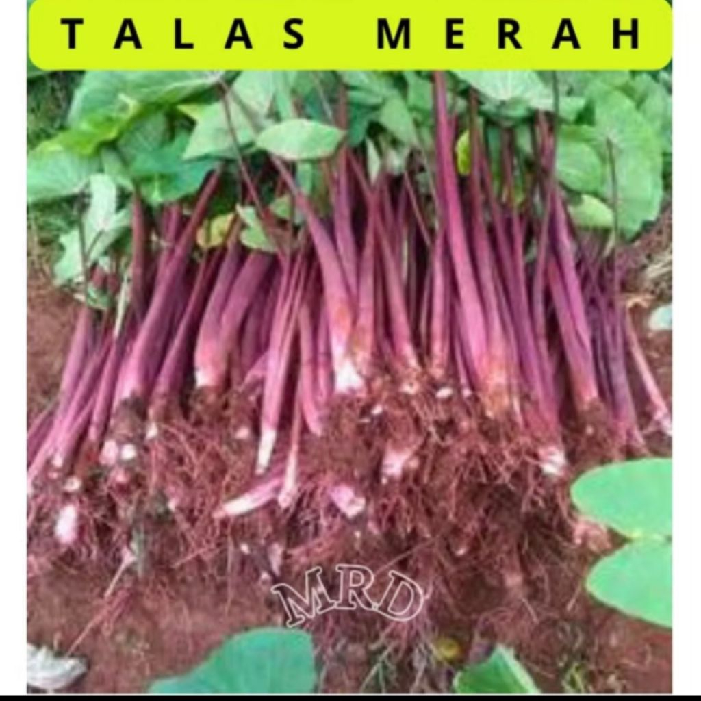 Bibit Talas Merah Asli Bogor  Talas Lembut Pulen Super Besar Sedang Piral Bibit Talas Merah 10 pohon
