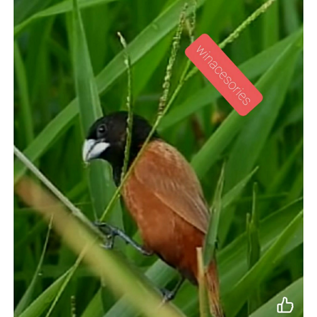 emprit bondol coklat, pipit kepala hitam, manyar kepala emas muda jantan