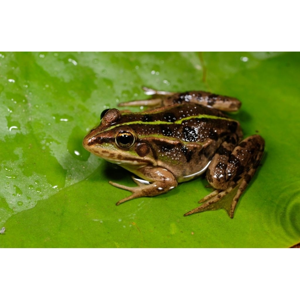 Kodok Air Hidup Ukuran 2-4cm untuk Pakan Ikan Predator