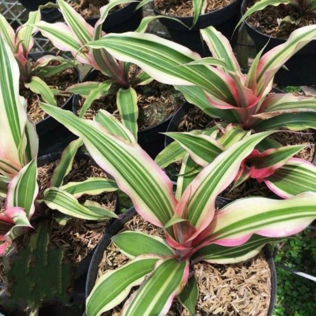 Tanaman hias cryptanthus pink - Bromelia cryptanthus pink