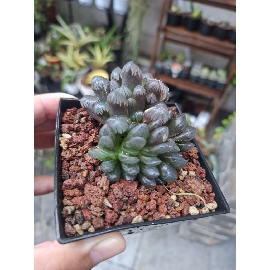 Haworthia Cooperi Obtusa Imprott Beranak