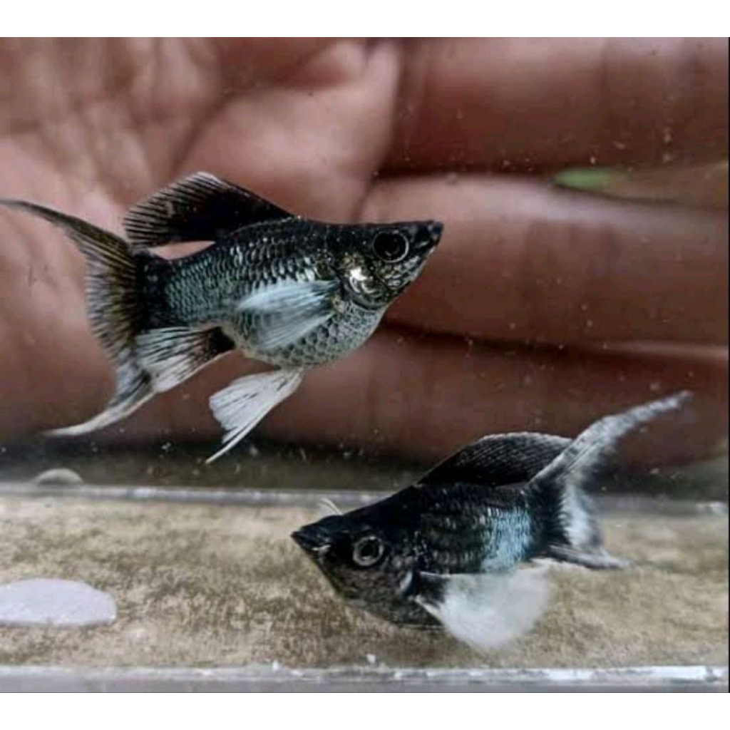 ikan molly balon blue elektrik cawang lyretail