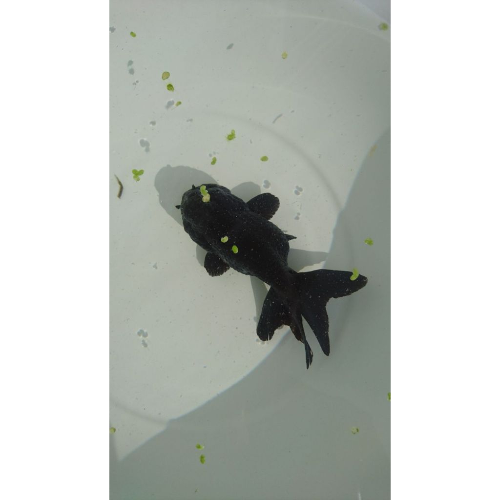 oranda black & whait atau hitam putih