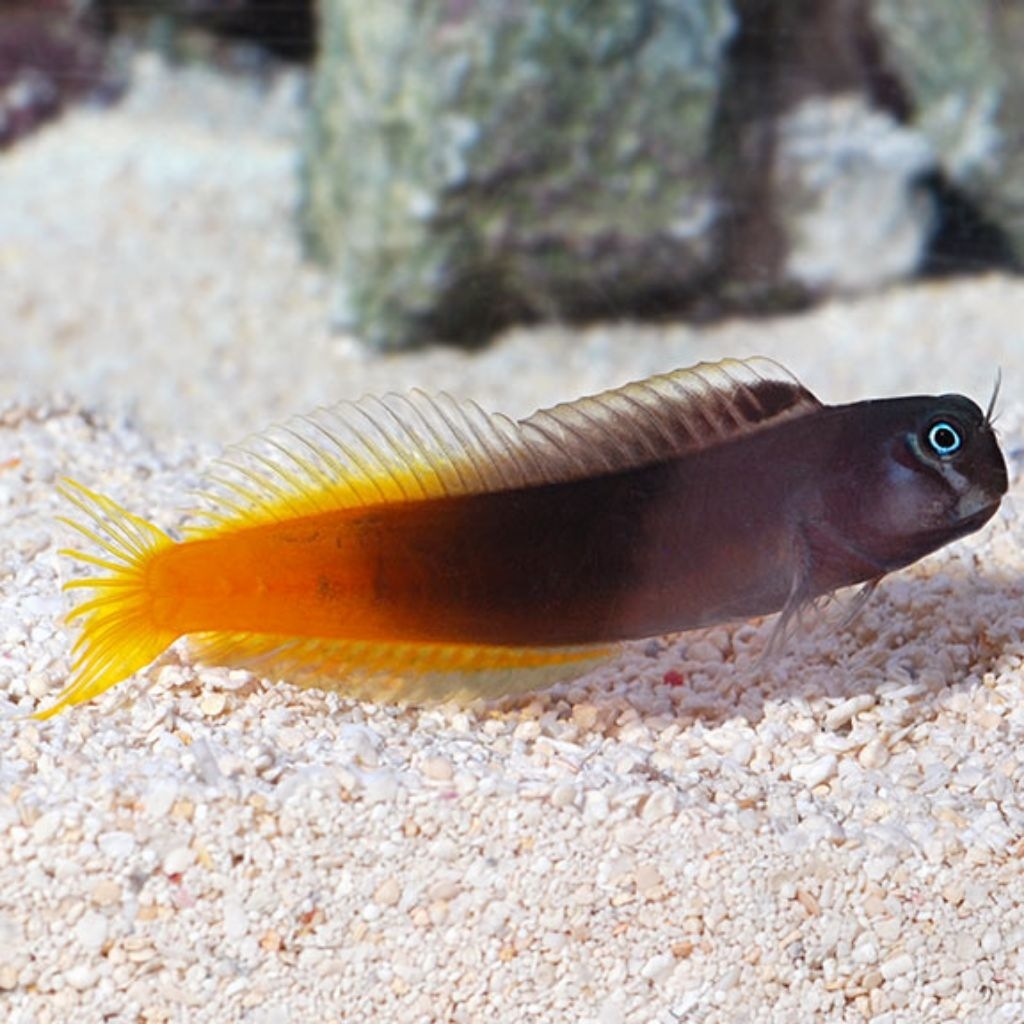 Ikan Hias Air Laut Jabing Ekor Merah (Bicolor Blenny)