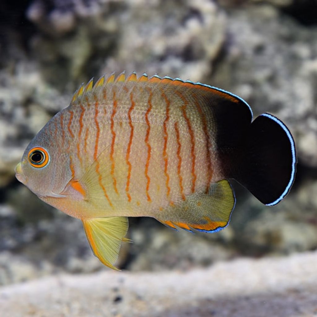 Ikan Hias Air Laut Angel Abu Liris (Red Stripe Angelfish)
