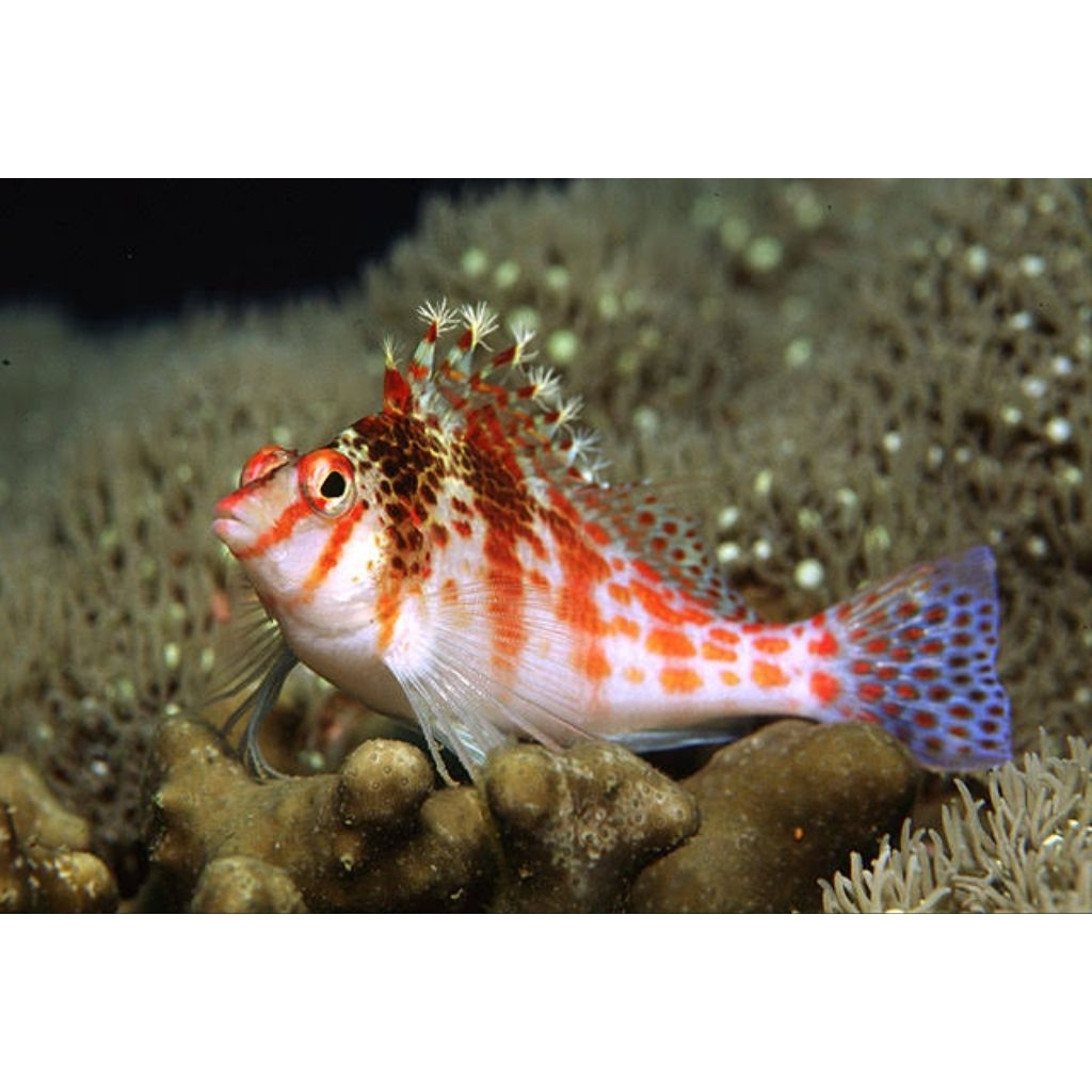 Ikan Hias Air Laut Kerapu Loncat (Falco Hawkfish)