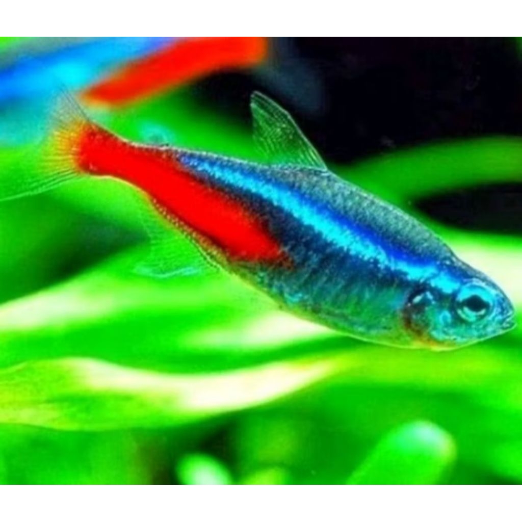 mix semua jenis aquarium Akuarium aquaseceps air tawar neon Tetra Glowfish Guppy Danio green slyar