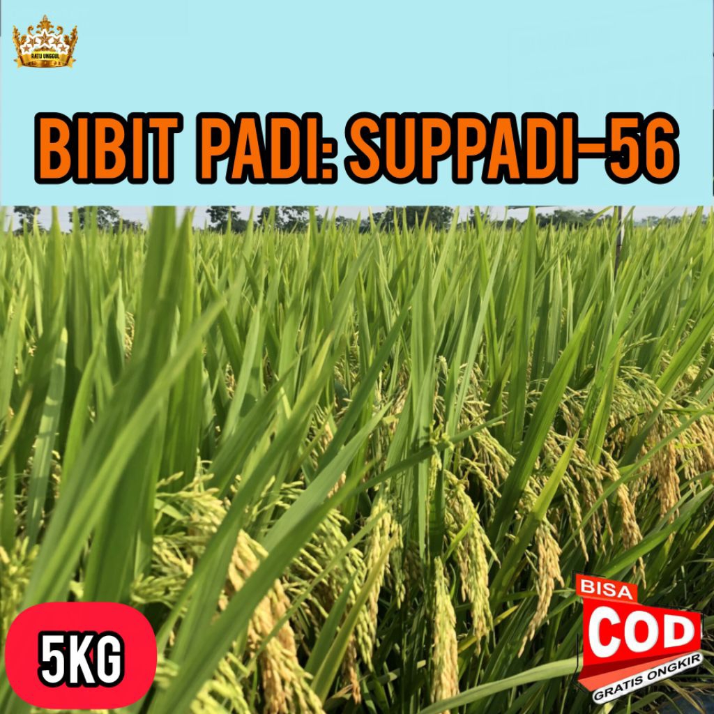Benih Padi Suppadi-56 Super 5Kg Unggul Potensi Tinggi Tahan Hama