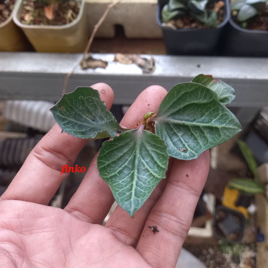 euphorbia francoisii hybrid maple leaf (40)