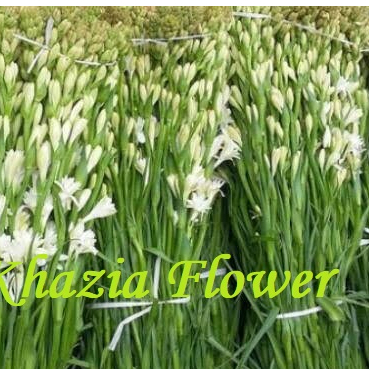 Bunga Sedap Malam Tangkai Asli Bunga Wangi Segar