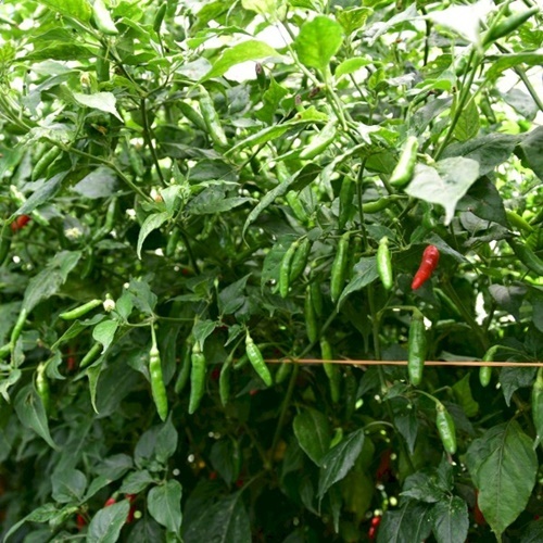 25 Biji Benih Cabe Rawit RAJO