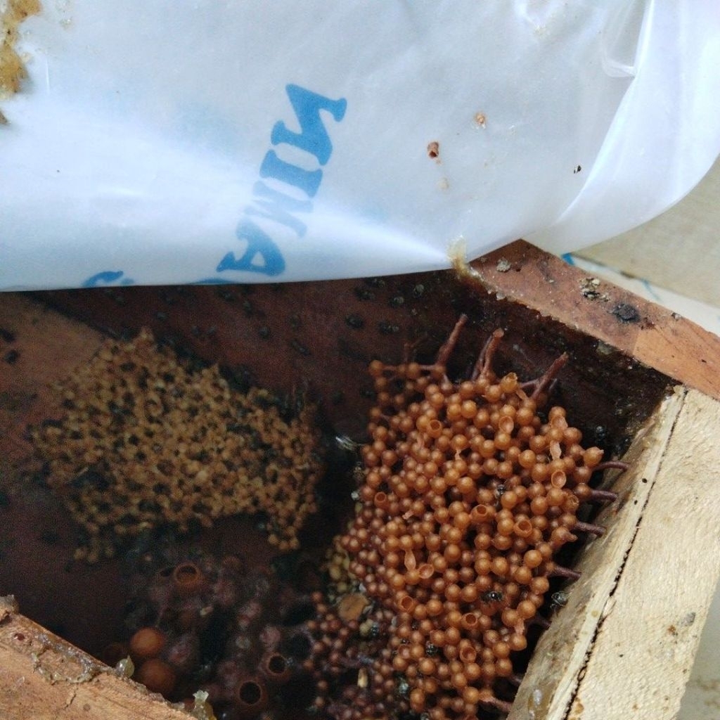 lebah madu klanceng ,