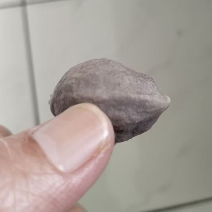 Kemiri Adu Muncang Adu Nyonyo ZT Ori Tua Jatuhan