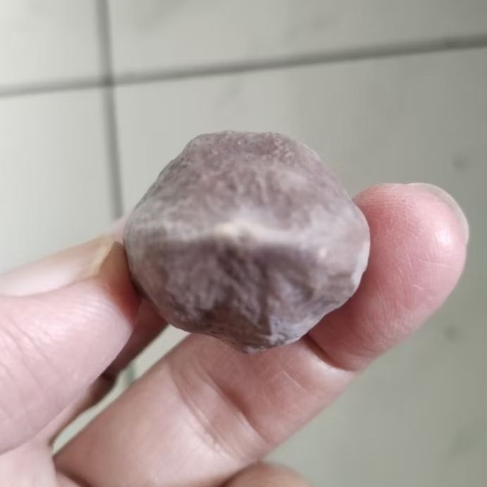 Kemiri Adu Muncang Adu Nyonyo ZT Ori Miramid Tua Jatuhan