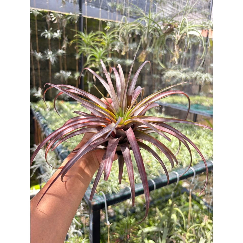 Tillandsia Love Knot Size S