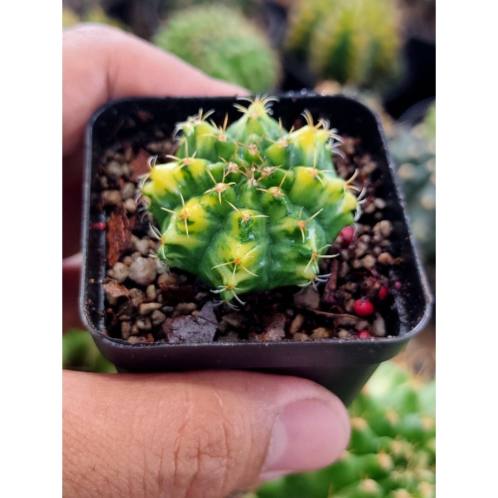 GYMNO RADIANCE SELECTED DI POT 6CM//KAKTUS//MIHANOVICHI//GYMNOCALYCIUM//KAKTUS HIAS//KAKTUS MINI//MI