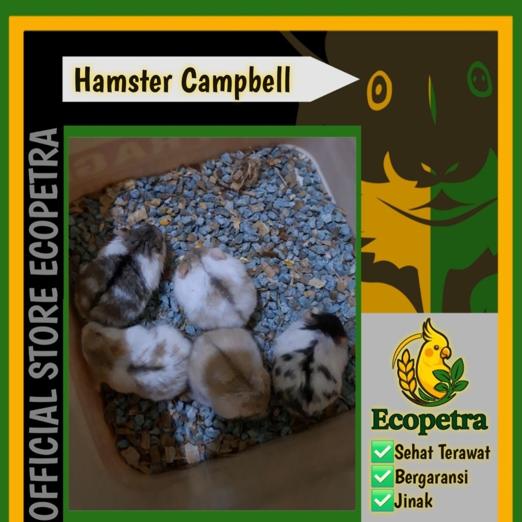 Hamster Campbell INDUKAN Ecopetra Semua Varian Pengiriman Hampir Indonesia (Chat Mimin Dulu)