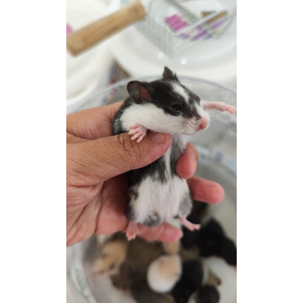 ANAKAN Hamster Syrian Termurah