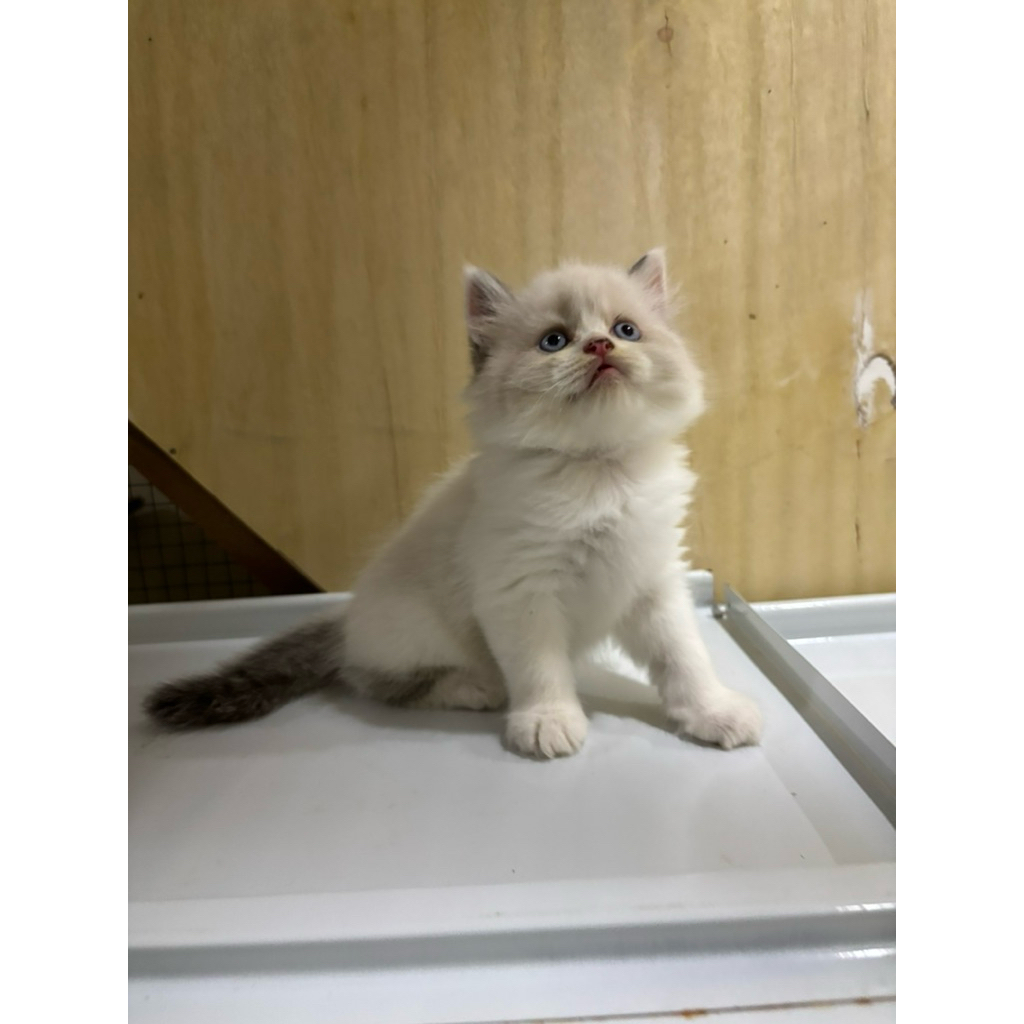kitten ragdoll bicolar jantan