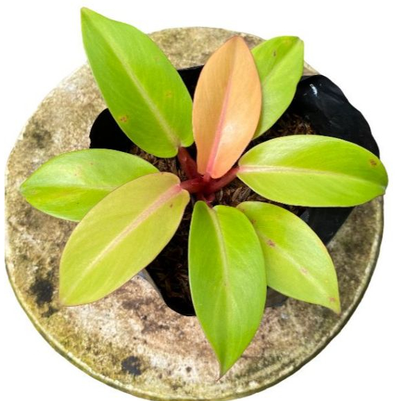 Philodendron orange juice