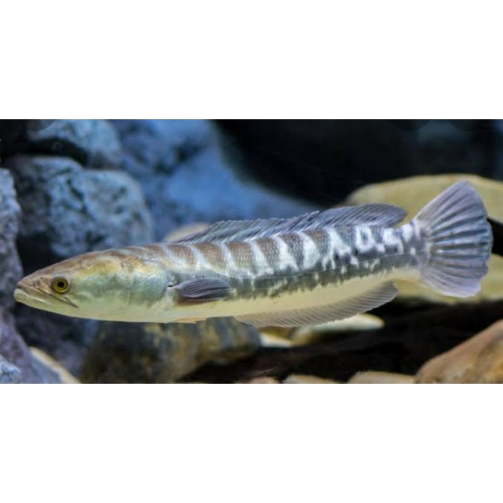 koleksi toman goblin jumbo 16-19cm mix