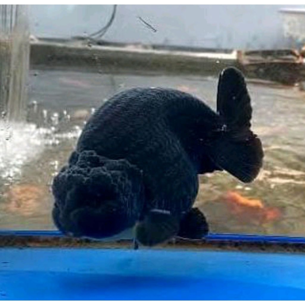 ikan koki ranchu black murah meriah