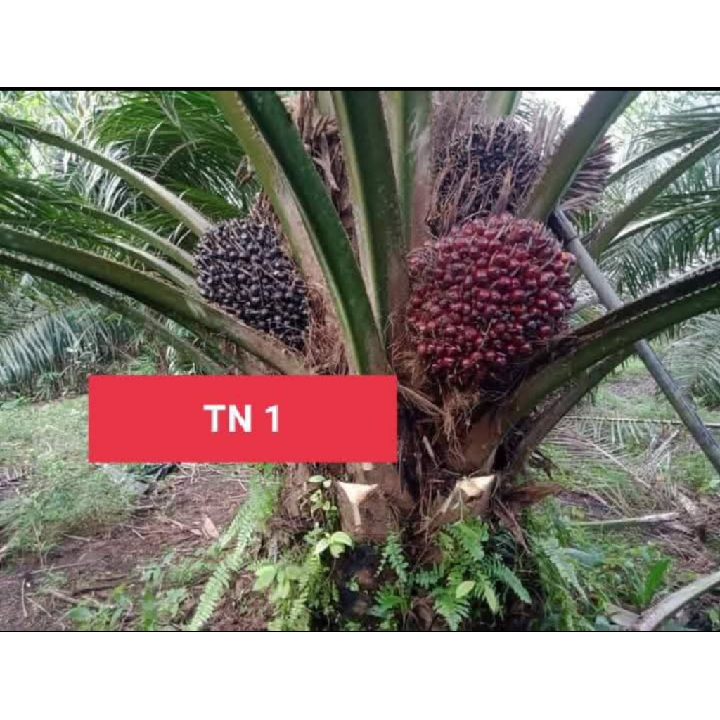 Harga 8000/butir Benih Kecambah Sawit DxP TN1 original