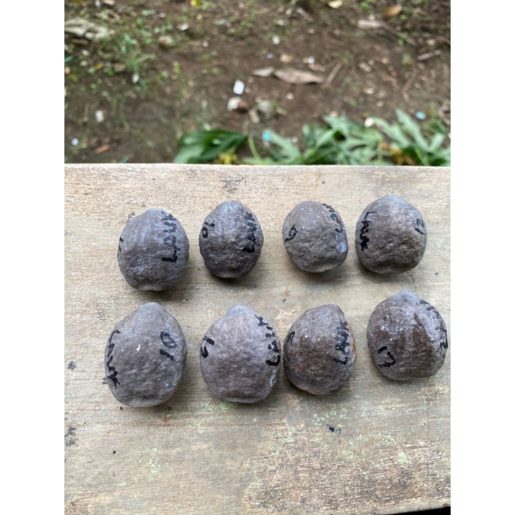 Muncang Adu Jayanti si lauk