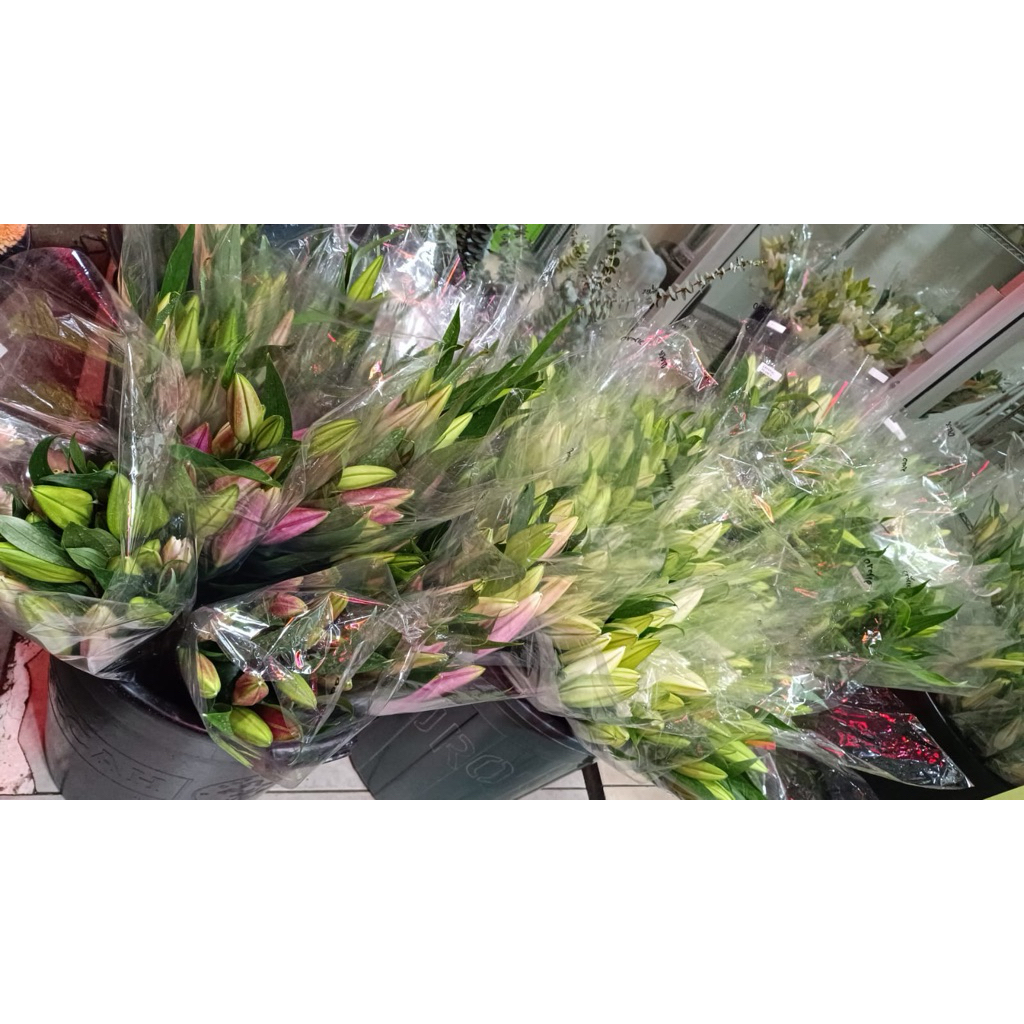 Bunga Lily Casablanca Fresh