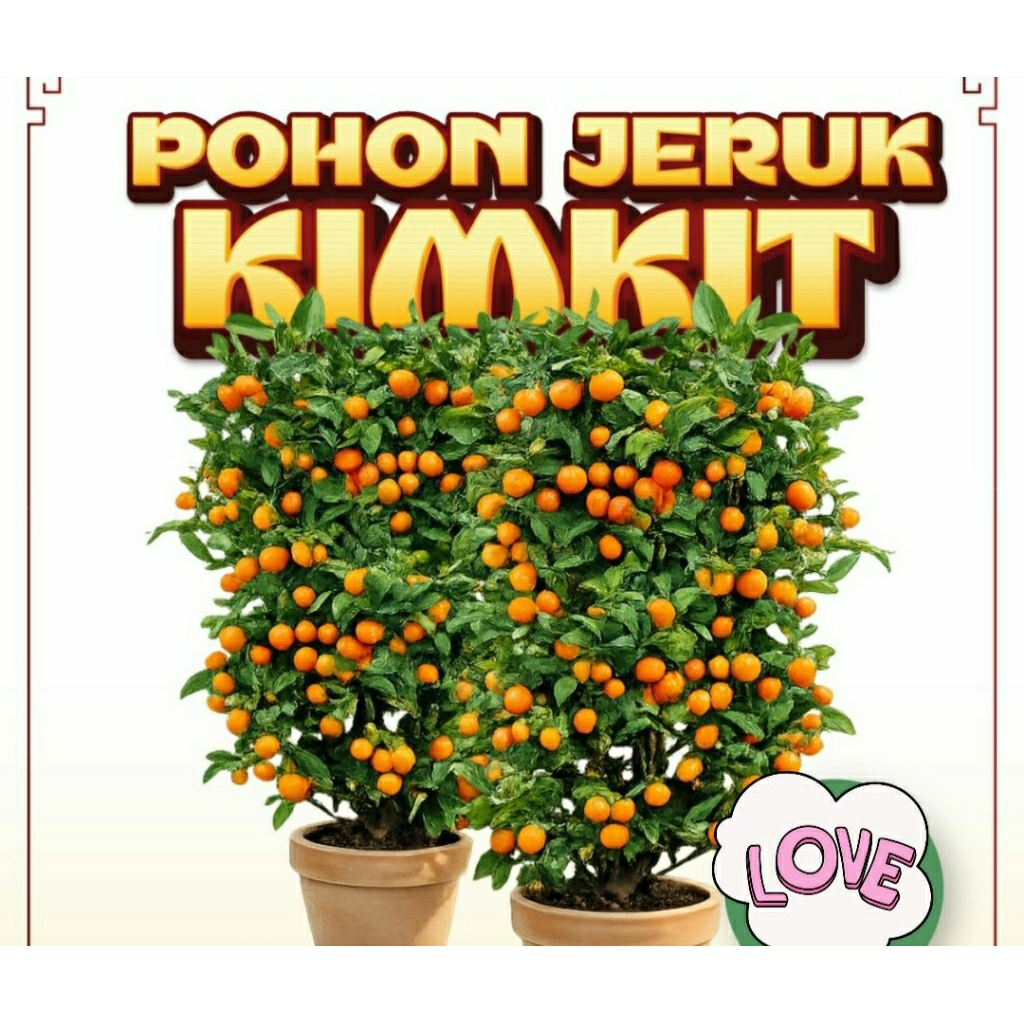 pohon jeruk kimkit imlek