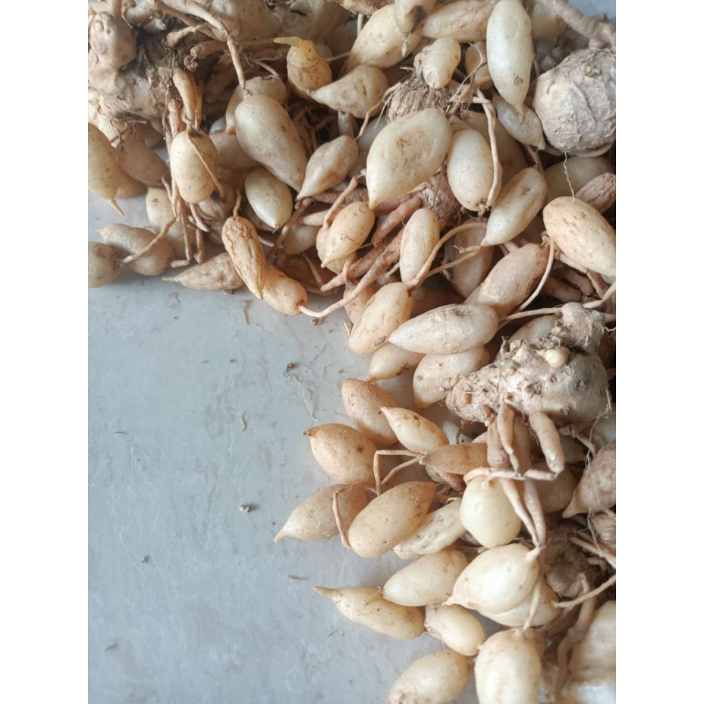 kunyit putih /kunyit gomyong  segar hasil kebun sendiri/500 gram Herbal Makassar