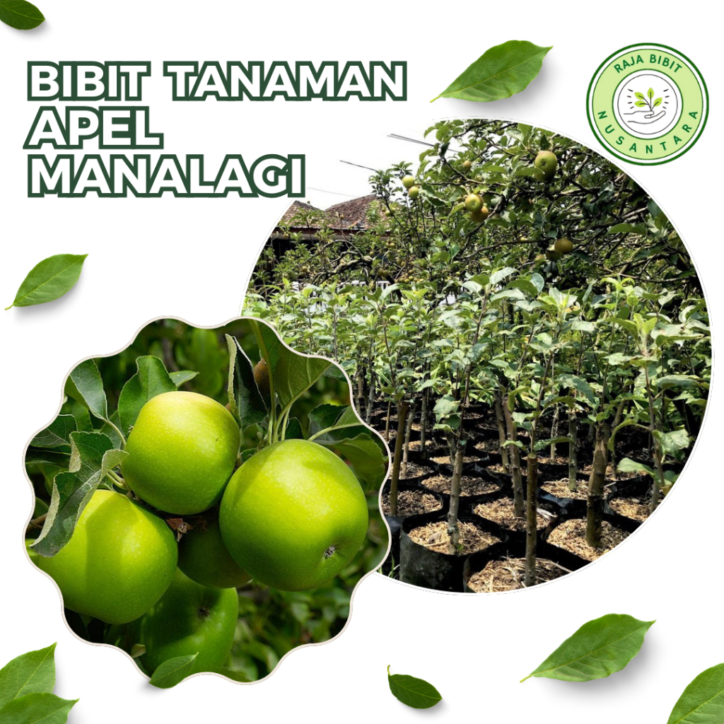 Bibit tanaman buah apel manalagi Apel Malang