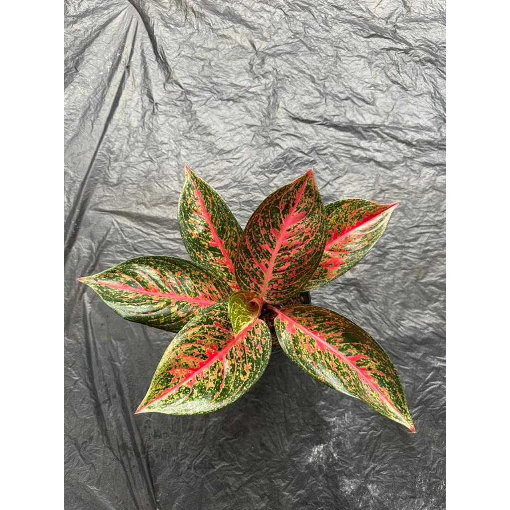 Aglonema Tiara Single Merah Pink — Tanaman Hias Indoor Premium Daun Corak Cantik