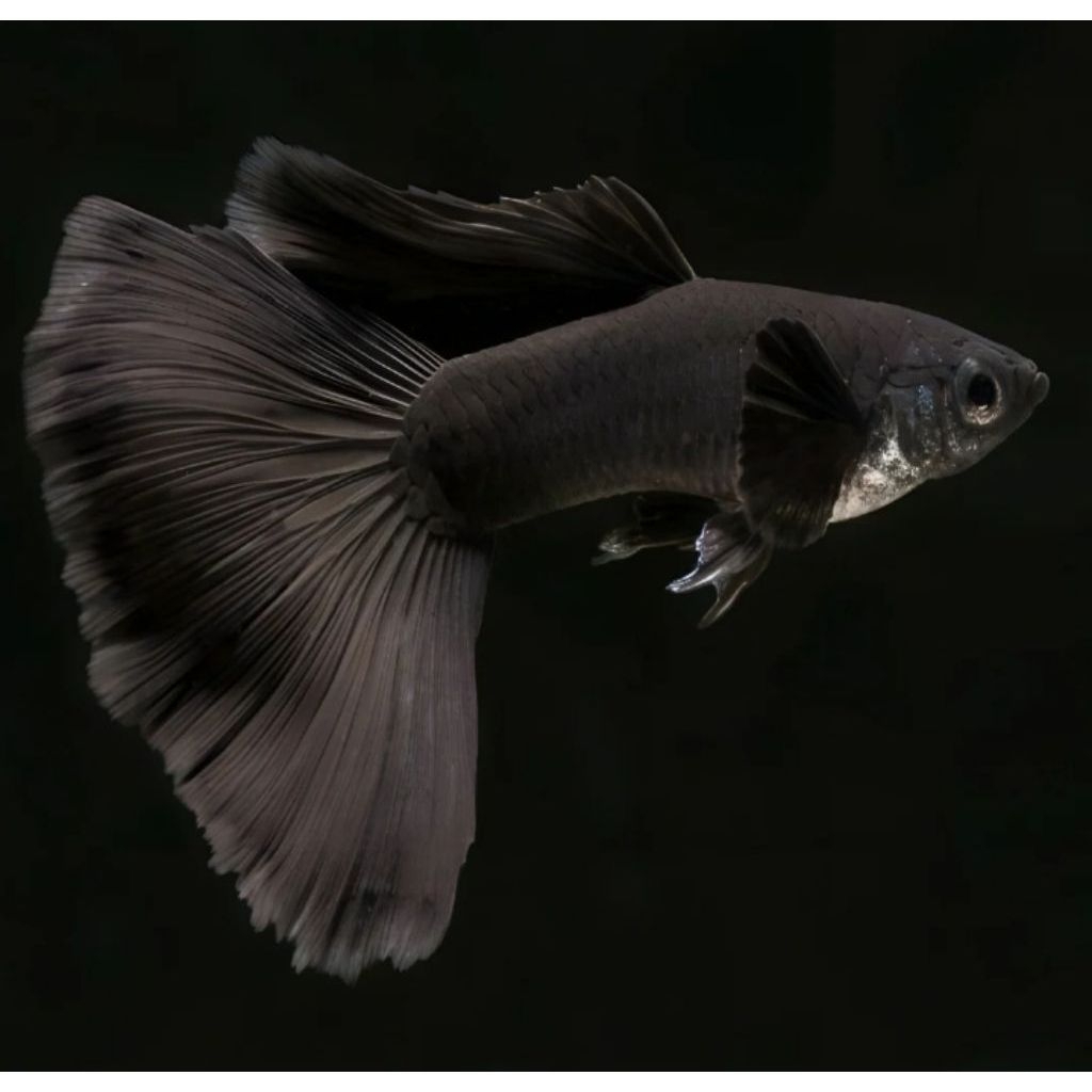 black Moscow Guppy hias aquarium sepasang