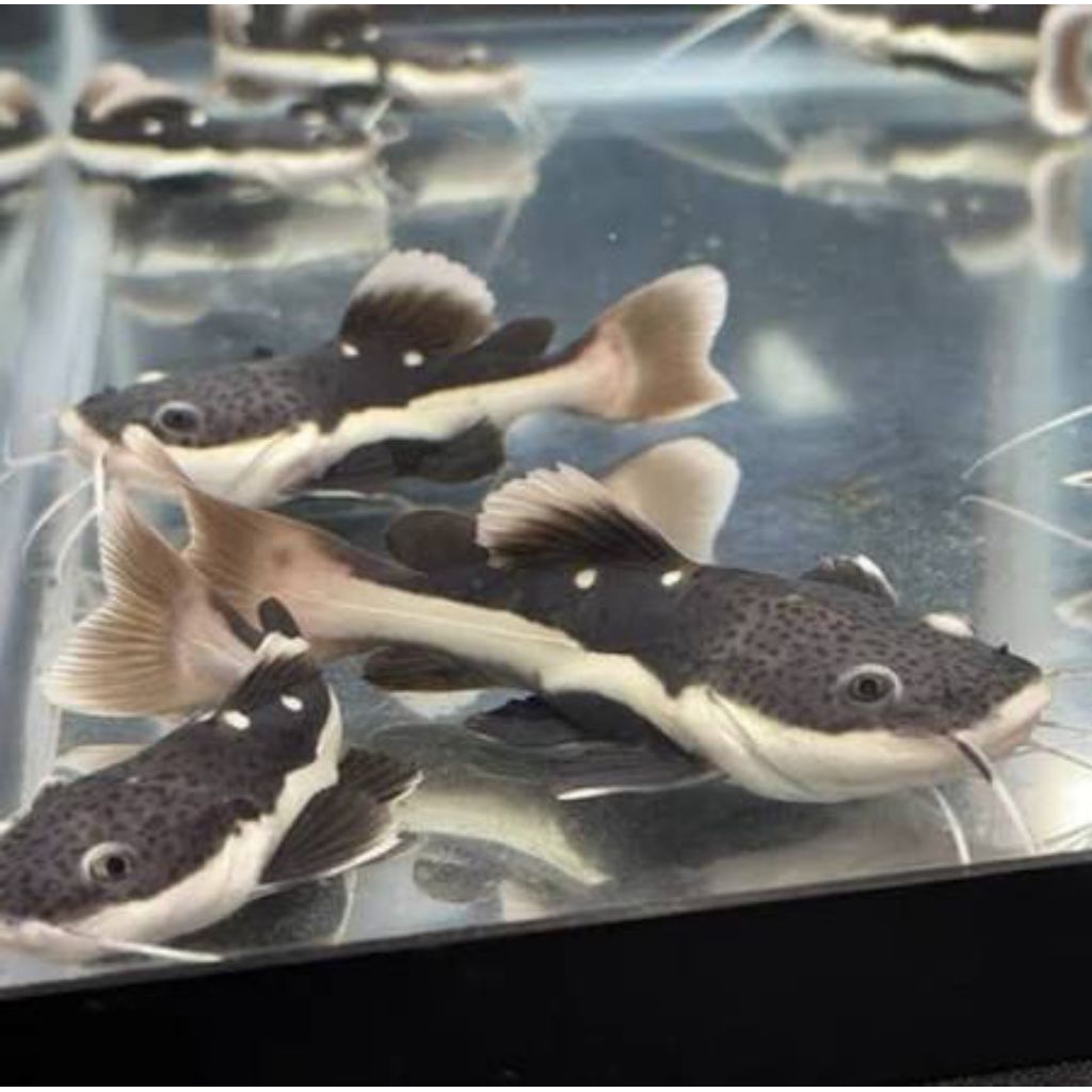 Hiasan Aquarium RTC Size 8-10 cm//Asli