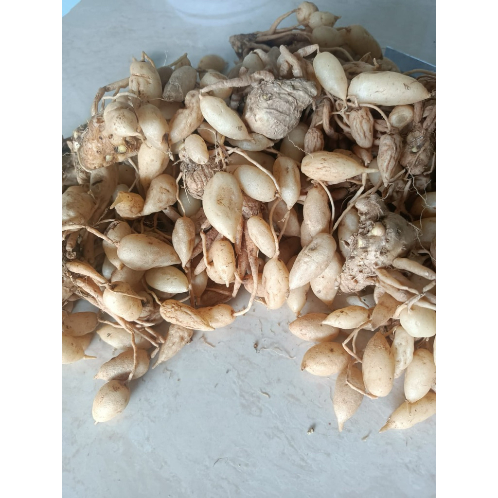 kunyit putih  tradisional asli herbal Makassar banyak manfaat /500grm