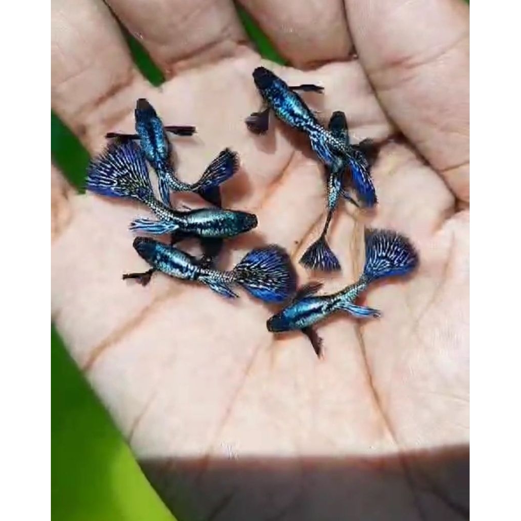 Guppy Blue Dragon Dumbo Ear Remaja size siap induk usia 2-2,5bln (Jantan & Betina) Sepasang Guppy
